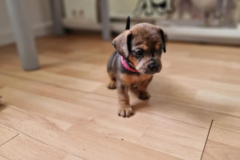 Mixed Breed