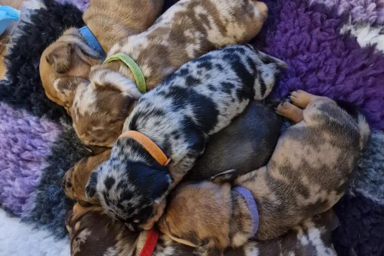 Mixed Breed