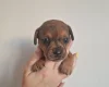 Mixed Breed