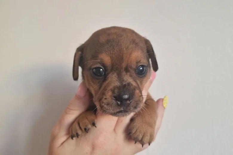 Mixed Breed