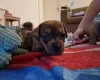 Mixed Breed