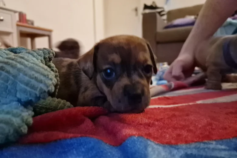 Mixed Breed