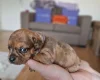 Mixed Breed