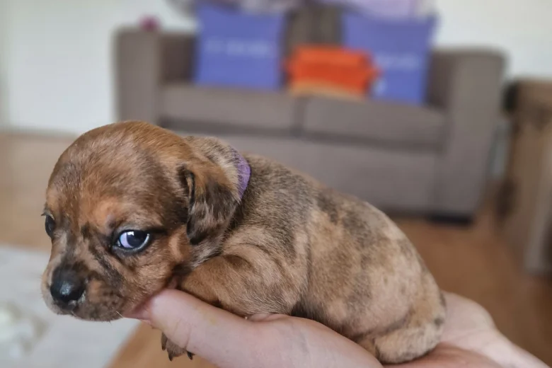 Mixed Breed