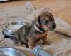 Mixed Breed