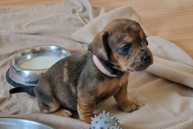 Mixed Breed
