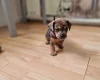 Mixed Breed