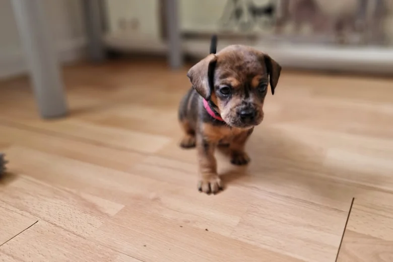 Mixed Breed