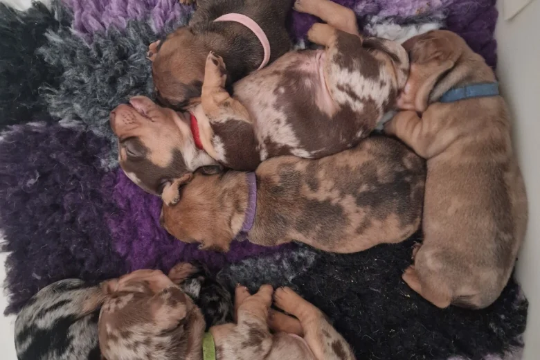 Mixed Breed