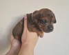 Mixed Breed