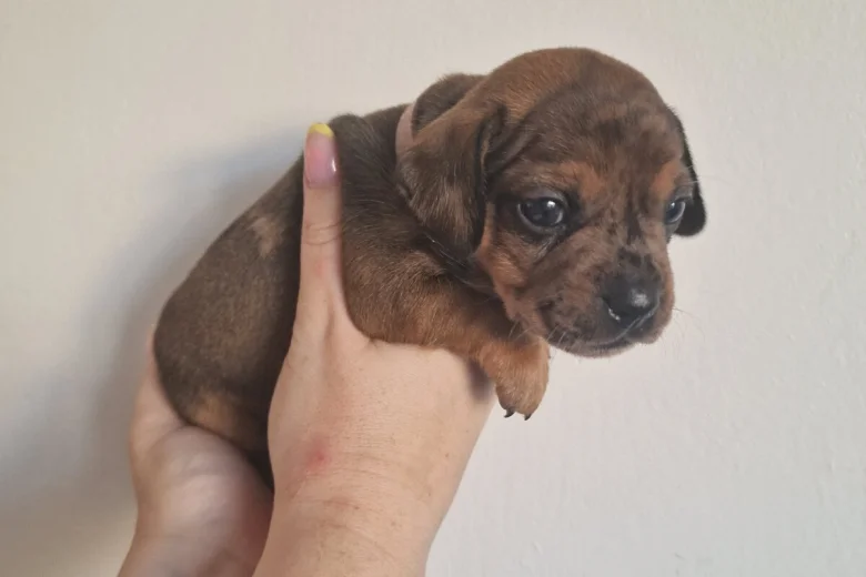 Mixed Breed