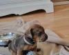 Mixed Breed