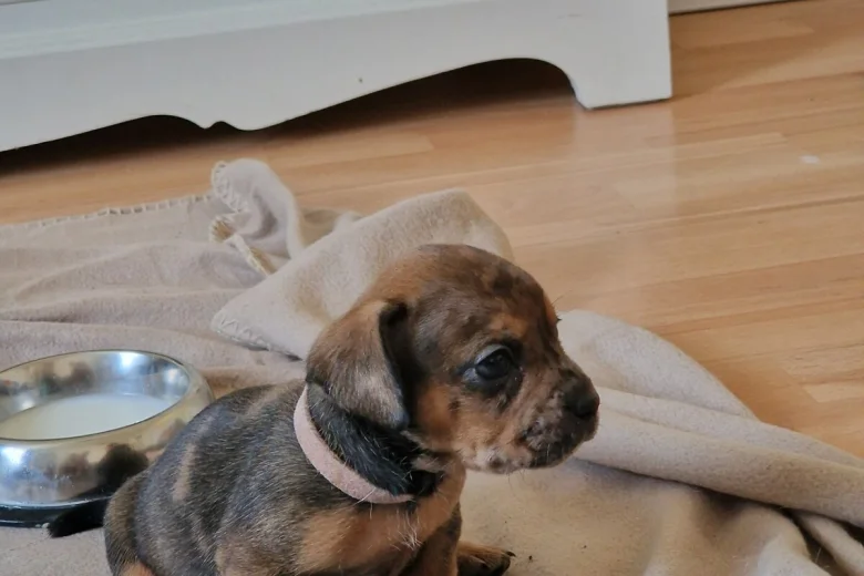 Mixed Breed