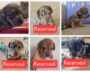 Mixed Breed