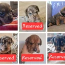 Mixed Breed
