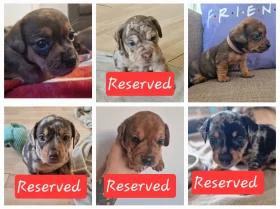 Mixed Breed