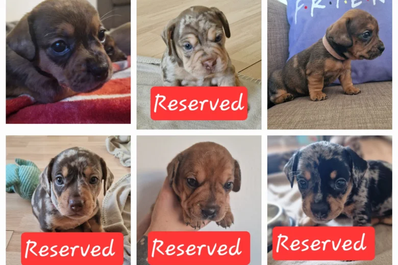 Mixed Breed