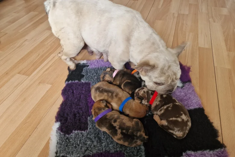 Mixed Breed
