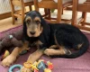 Otterhound