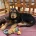 Otterhound