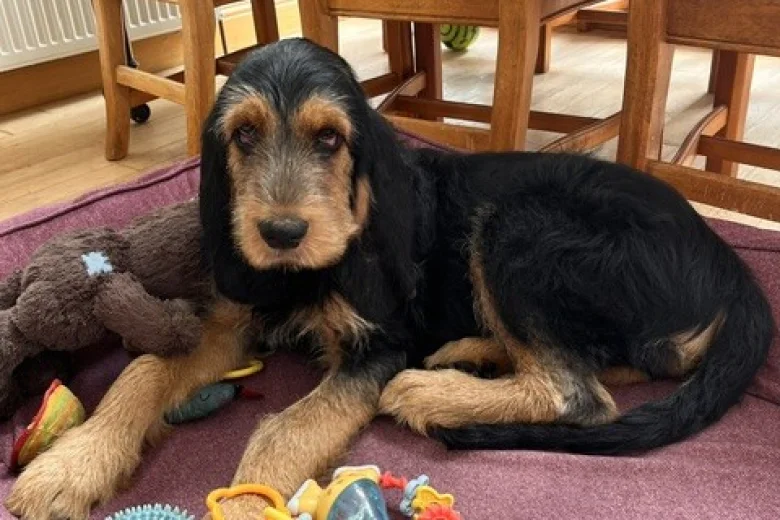 Otterhound
