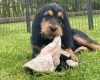 Otterhound