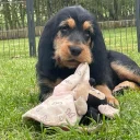 Otterhound