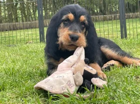 Otterhound