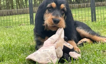 Otterhound