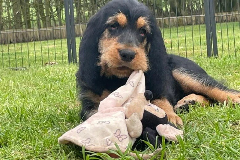 Otterhound