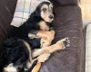 Otterhound