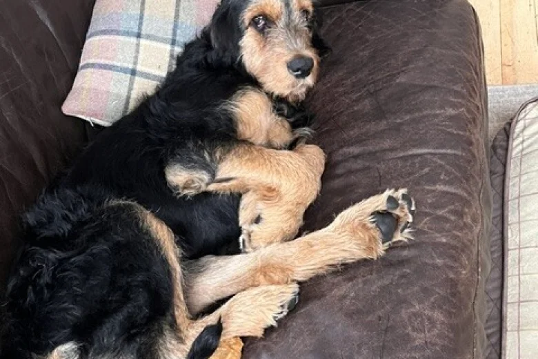 Otterhound