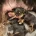 Otterhound