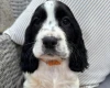Cocker Spaniel (Show)