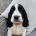 Cocker Spaniel (Show)