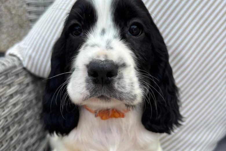 Cocker Spaniel (Show)