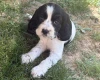 Cocker Spaniel (Show)