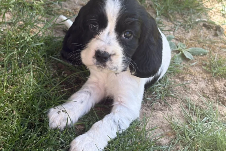 Cocker Spaniel (Show)