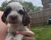 Cocker Spaniel (Show)
