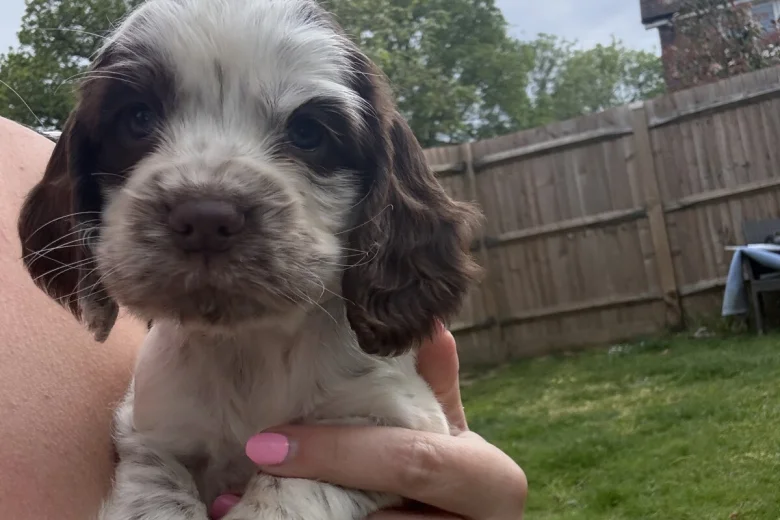 Cocker Spaniel (Show)