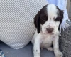 Cocker Spaniel (Show)