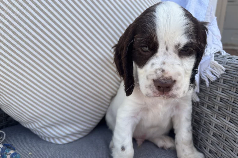 Cocker Spaniel (Show)