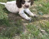 Cocker Spaniel (Show)