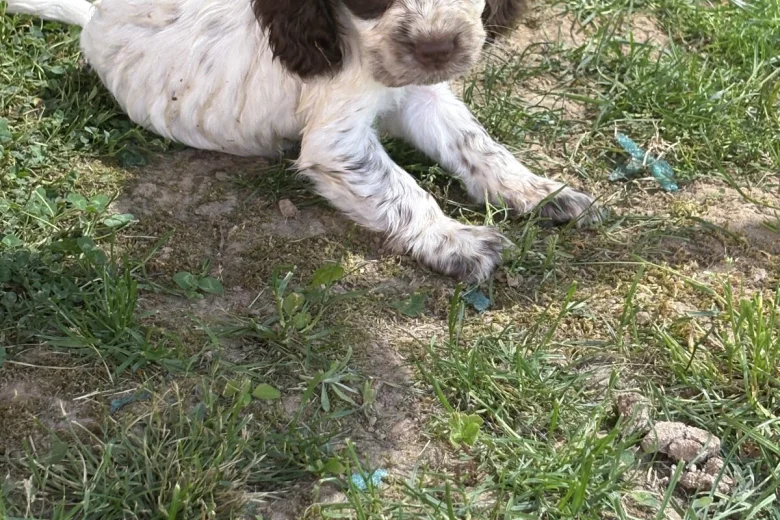Cocker Spaniel (Show)