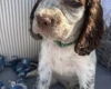 Cocker Spaniel (Show)