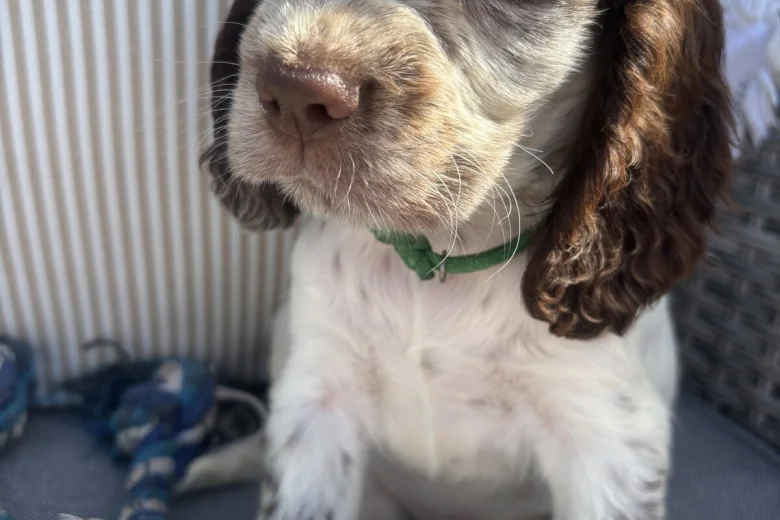 Cocker Spaniel (Show)