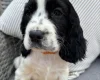 Cocker Spaniel (Show)