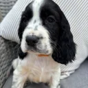 Cocker Spaniel (Show)