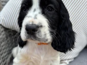 Cocker Spaniel (Show)
