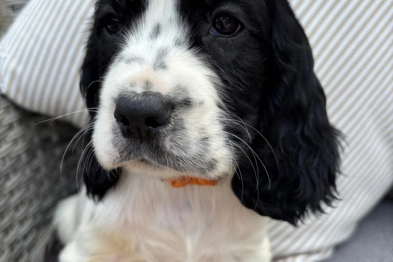 Cocker Spaniel (Show)